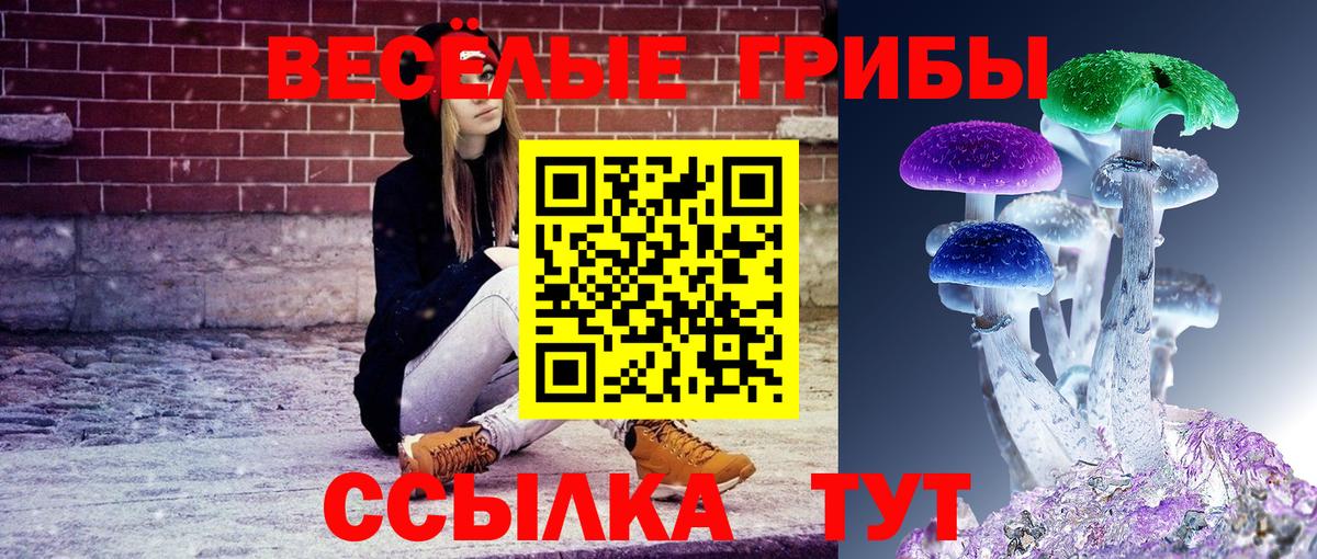 где найти наркотики  Владикавказ  Галлюциногенные грибы Psilocybine cubensis 